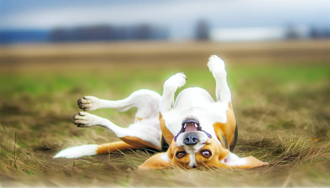 A Beagle mid-antic, showcasing its playful and mischievous side.