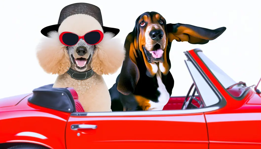 A stylish Poodle and a carefree Basset Hound enjoying a joyride.